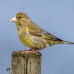 European Greenfinch (Chloris chloris) @ Lista, Norway. Photo: Håvard Rosenlund