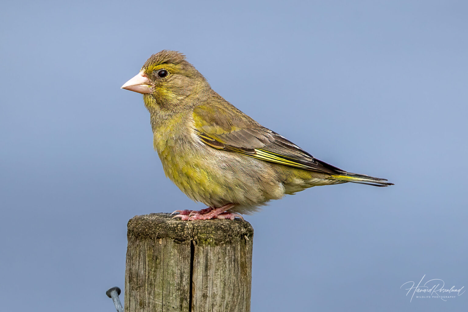 European Greenfinch (Chloris chloris) @ Lista, Norway. Photo: Håvard Rosenlund