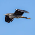 Grey Heron (Ardea cinerea) @ Lista, Norway. Photo: Håvard Rosenlund