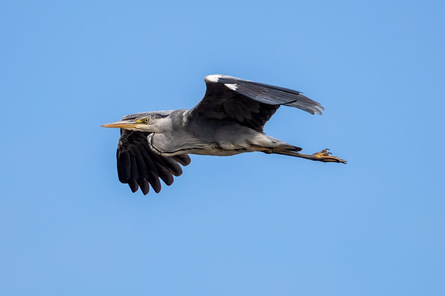Grey Heron (Ardea cinerea) @ Lista, Norway. Photo: Håvard Rosenlund