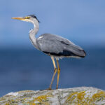 Grey Heron (Ardea cinerea) @ Lista, Norway. Photo: Håvard Rosenlund
