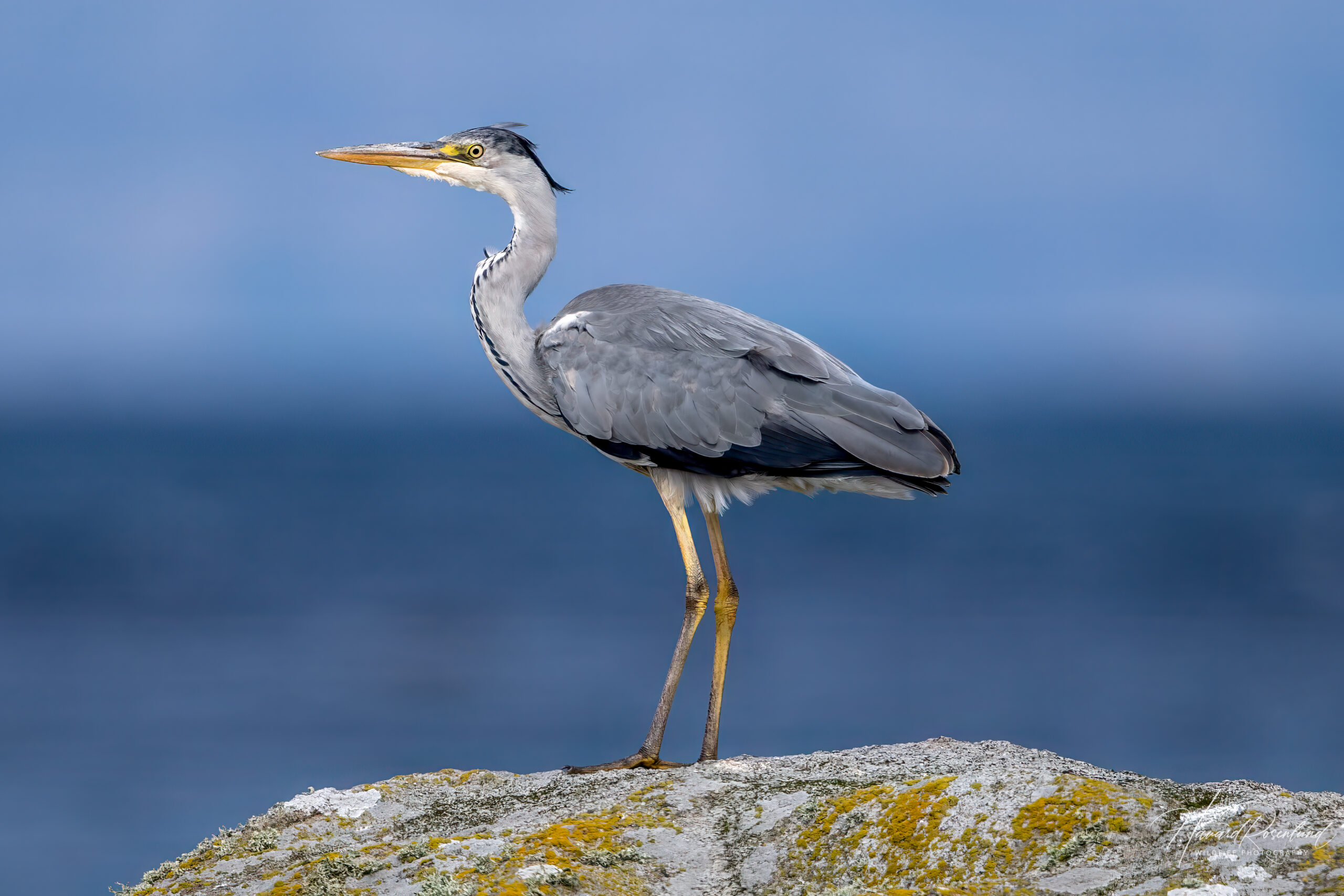 Grey Heron (Ardea cinerea) @ Lista, Norway. Photo: Håvard Rosenlund