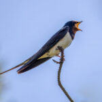Barn Swallow (Hirundo rustica) @ Lista, Norway. Photo: Håvard Rosenlund