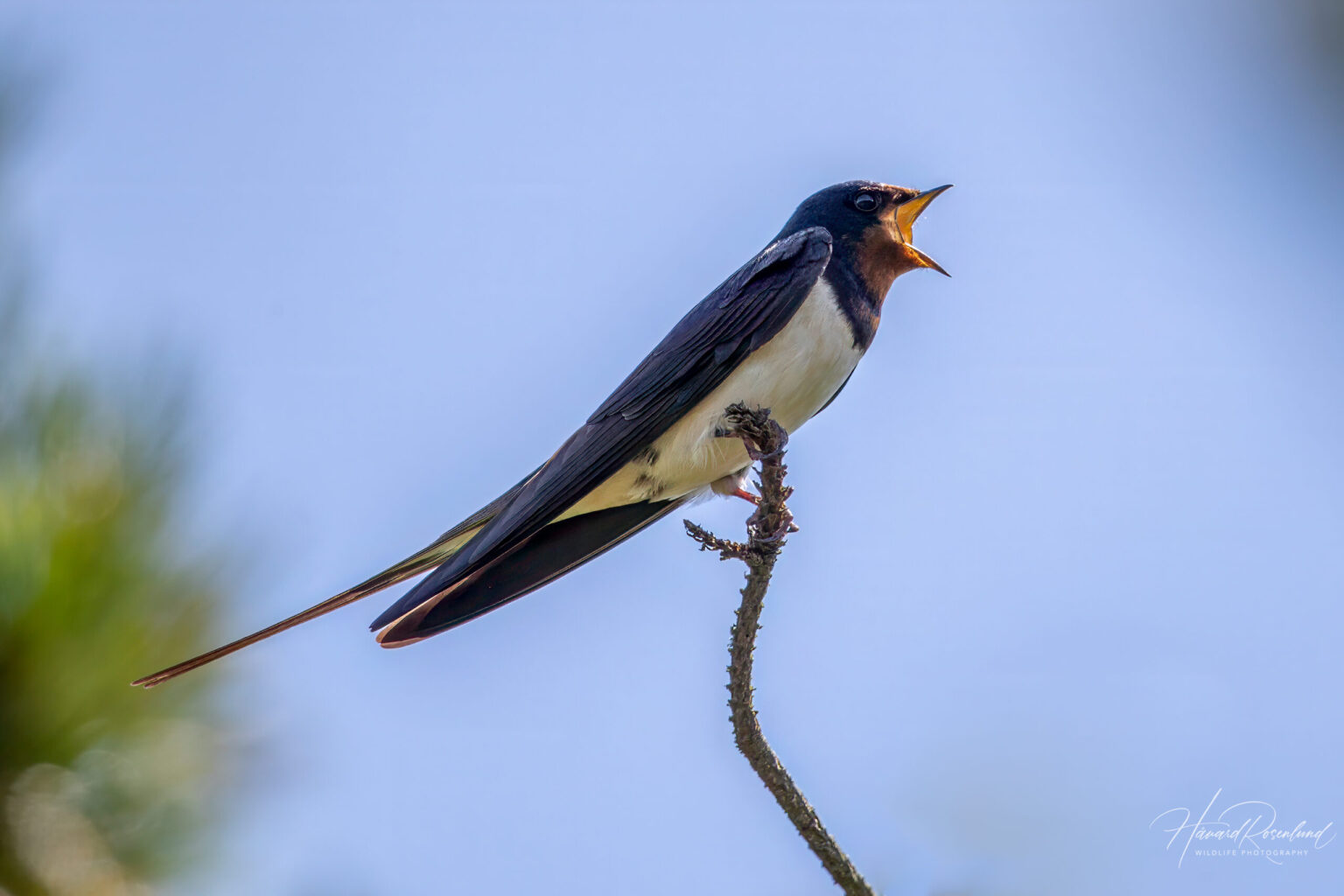 Barn Swallow (Hirundo rustica) @ Lista, Norway. Photo: Håvard Rosenlund