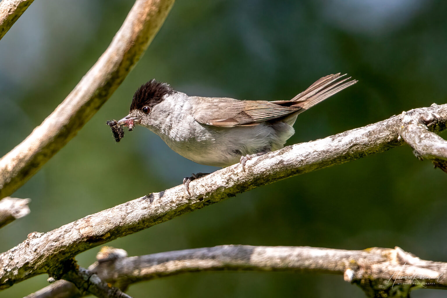 Munk (Sylvia atricapilla) - Hannfugl @ Fornebu. Foto: Håvard Rosenlund