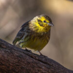 Yellowhammer (Emberiza citrinella) @ Fornebu, Norway. Photo: Håvard Rosenlund