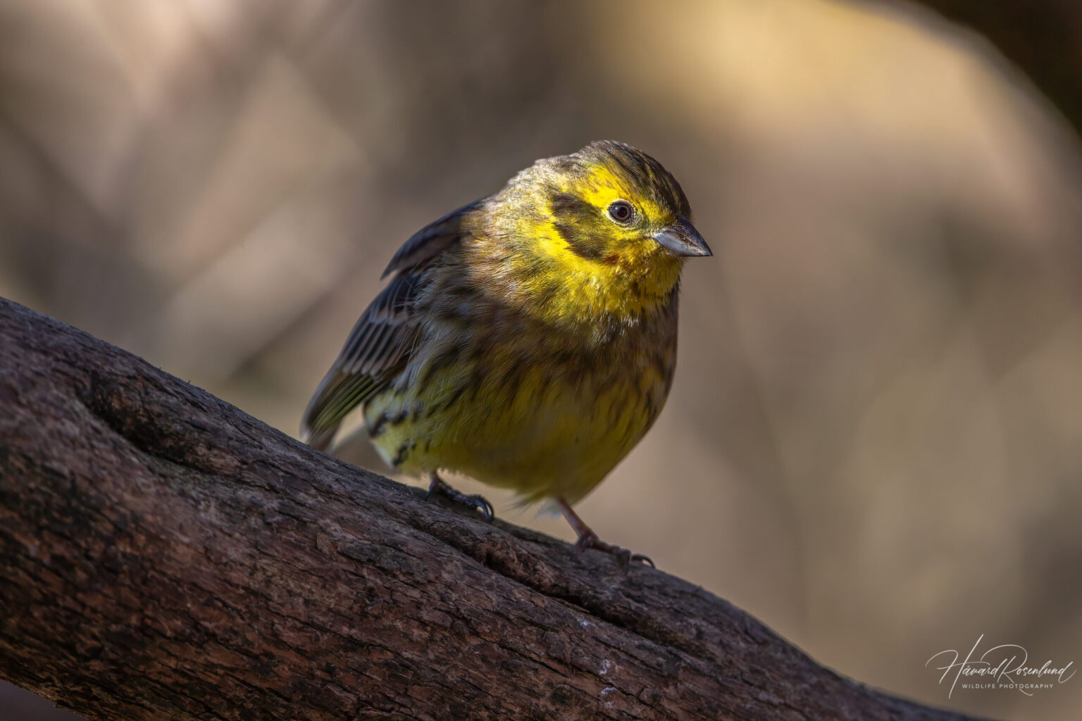 Yellowhammer (Emberiza citrinella) @ Fornebu, Norway. Photo: Håvard Rosenlund
