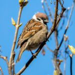 Eurasian Tree Sparrow (Passer montanus) @ Fornebu, Norway. Photo: Håvard Rosenlund