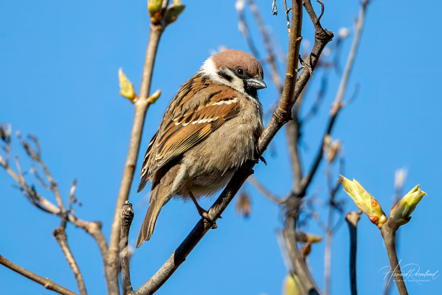 Eurasian Tree Sparrow (Passer montanus) @ Fornebu, Norway. Photo: Håvard Rosenlund
