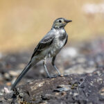 White Wagtail (Motacilla alba) - Juvenile @ Fornebu, Norway. Photo: Håvard Rosenlund