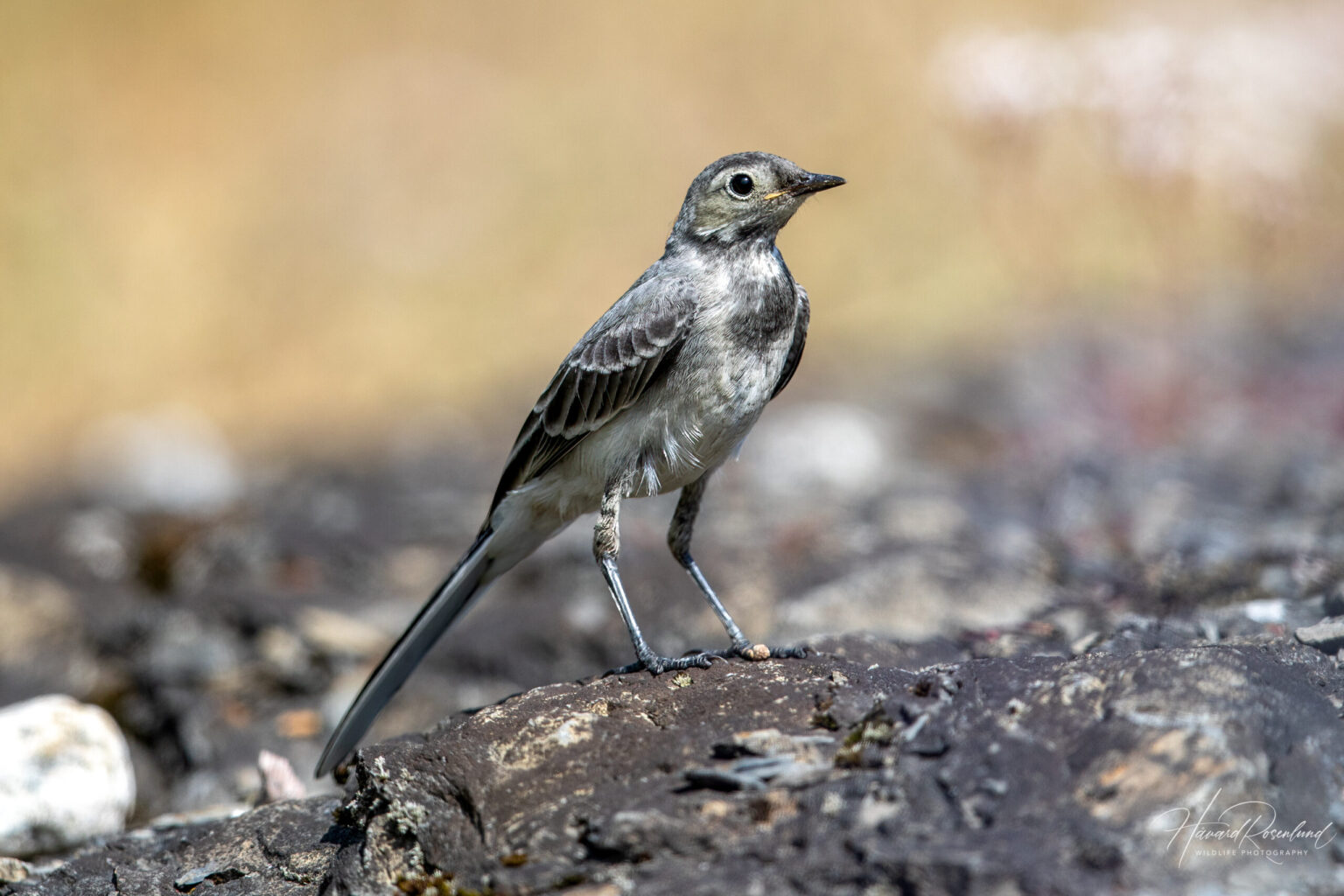 White Wagtail (Motacilla alba) - Juvenile @ Fornebu, Norway. Photo: Håvard Rosenlund