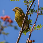 European Greenfinch (Chloris chloris) @ Fornebu, Norway. Photo: Håvard Rosenlund