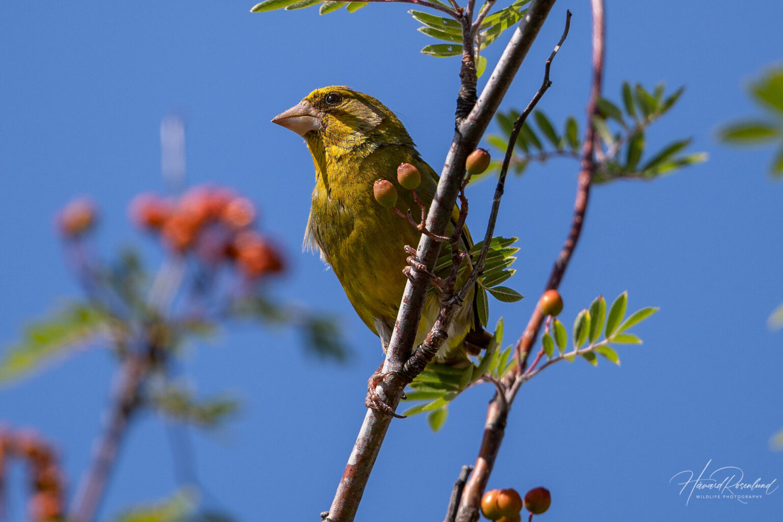 European Greenfinch (Chloris chloris) @ Fornebu, Norway. Photo: Håvard Rosenlund