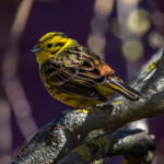 Yellowhammer (Emberiza citrinella) @ Fornebu, Norway. Photo: Håvard Rosenlund