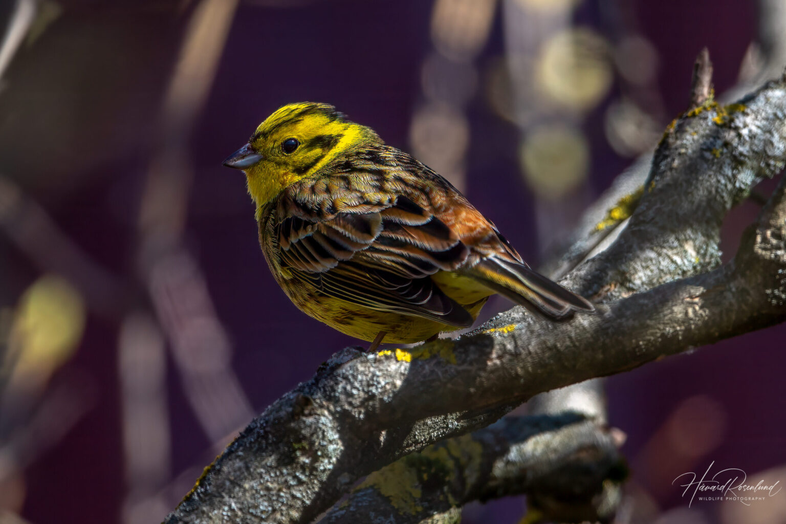 Yellowhammer (Emberiza citrinella) @ Fornebu, Norway. Photo: Håvard Rosenlund