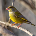 European Greenfinch (Chloris chloris) @ Fornebu, Norway. Photo: Håvard Rosenlund
