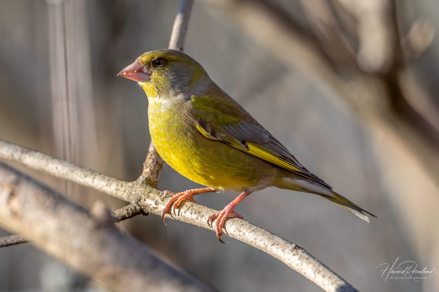 European Greenfinch (Chloris chloris) @ Fornebu, Norway. Photo: Håvard Rosenlund