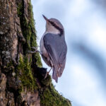 Eurasian Nuthatch (Sitta europaea) @ Nittedal, Norway. Photo: Håvard Rosenlund
