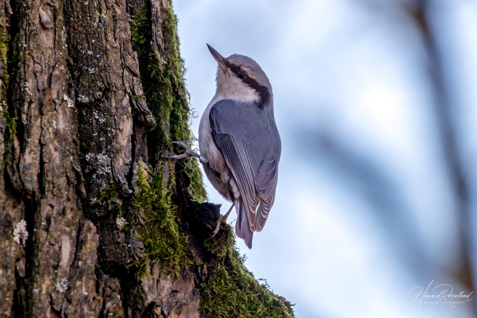 Eurasian Nuthatch (Sitta europaea) @ Nittedal, Norway. Photo: Håvard Rosenlund
