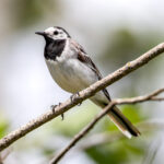 White Wagtail (Motacilla alba) @ Årnestangen - Northern Øyeren Nature Reserve, Norway. Photo: Håvard Rosenlund