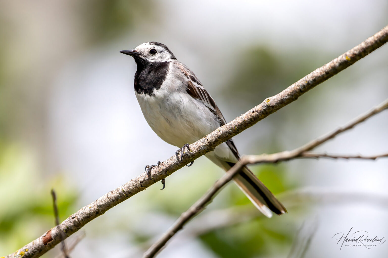 White Wagtail (Motacilla alba) @ Årnestangen - Northern Øyeren Nature Reserve, Norway. Photo: Håvard Rosenlund
