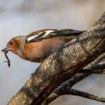 Common Chaffinch (Fringilla coelebs) @ Nordre Øyeren Nature Reserve, Norway. Photo: Håvard Rosenlund