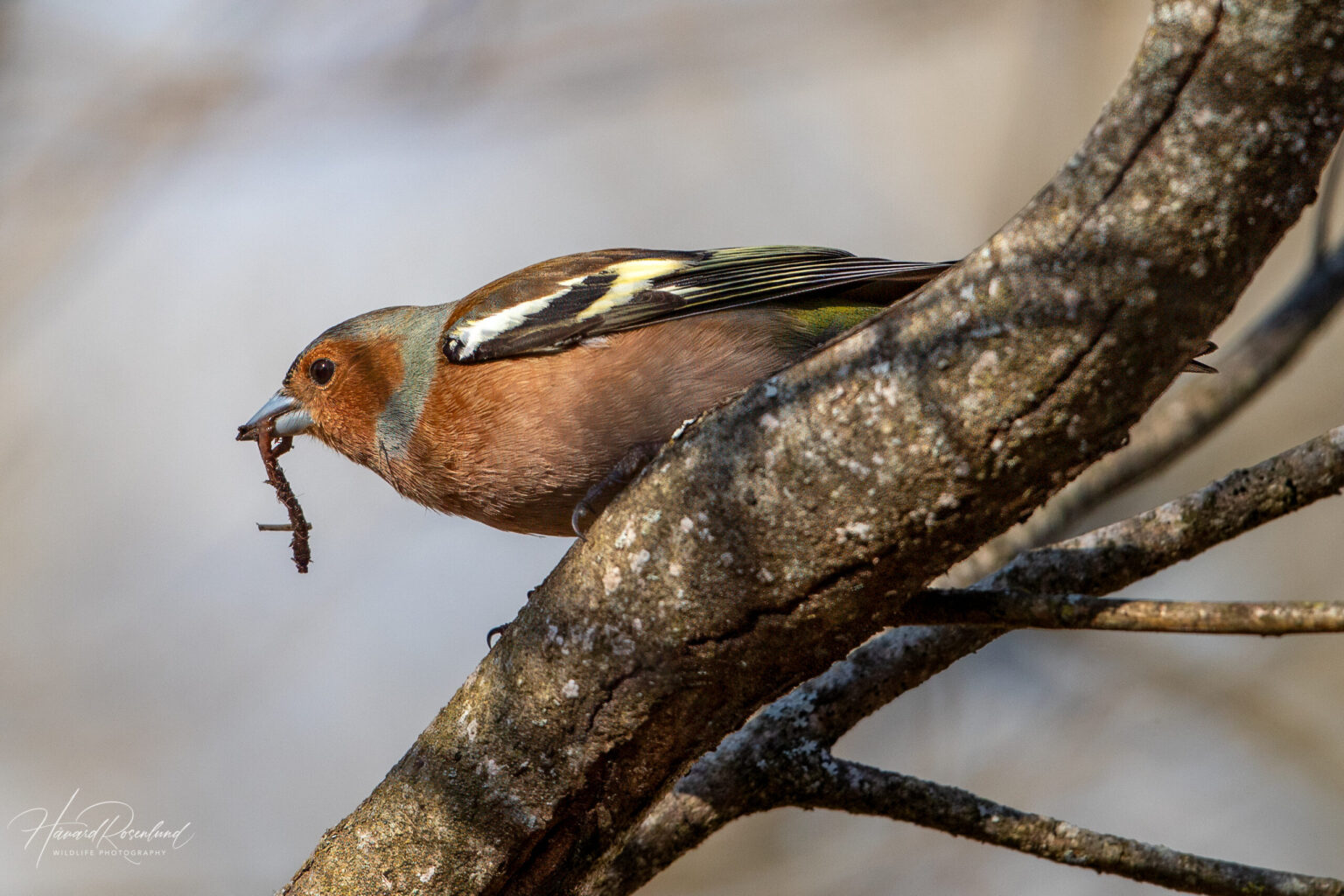Common Chaffinch (Fringilla coelebs) @ Nordre Øyeren Nature Reserve, Norway. Photo: Håvard Rosenlund