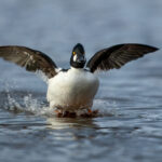 Common Goldeneye (Bucephala clangula) - Male @ Østensjøvannet, Oslo, Norway. Photo: Håvard Rosenlund
