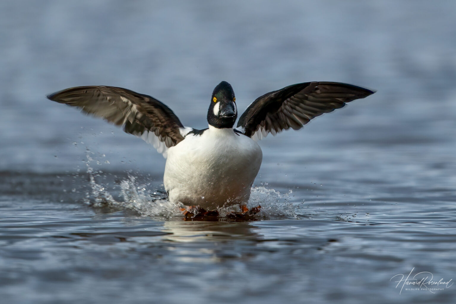 Common Goldeneye (Bucephala clangula) - Male @ Østensjøvannet, Oslo, Norway. Photo: Håvard Rosenlund