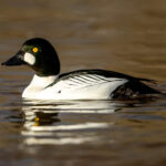 Common Goldeneye (Bucephala clangula) - Male @ Østensjøvannet, Oslo, Norway. Photo: Håvard Rosenlund