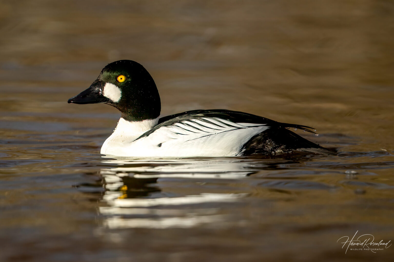 Common Goldeneye (Bucephala clangula) - Male @ Østensjøvannet, Oslo, Norway. Photo: Håvard Rosenlund