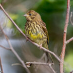 Yellowhammer (Emberiza citrinella) - Juvenile @ Fornebu, Norway. Photo: Håvard Rosenlund