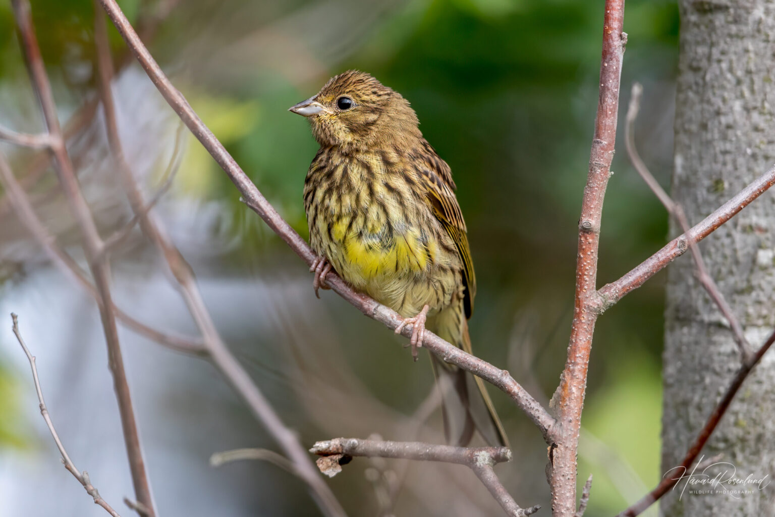 Yellowhammer (Emberiza citrinella) - Juvenile @ Fornebu, Norway. Photo: Håvard Rosenlund