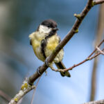 Great Tit (Parus major) @ Fornebu, Norway. Photo: Håvard Rosenlund