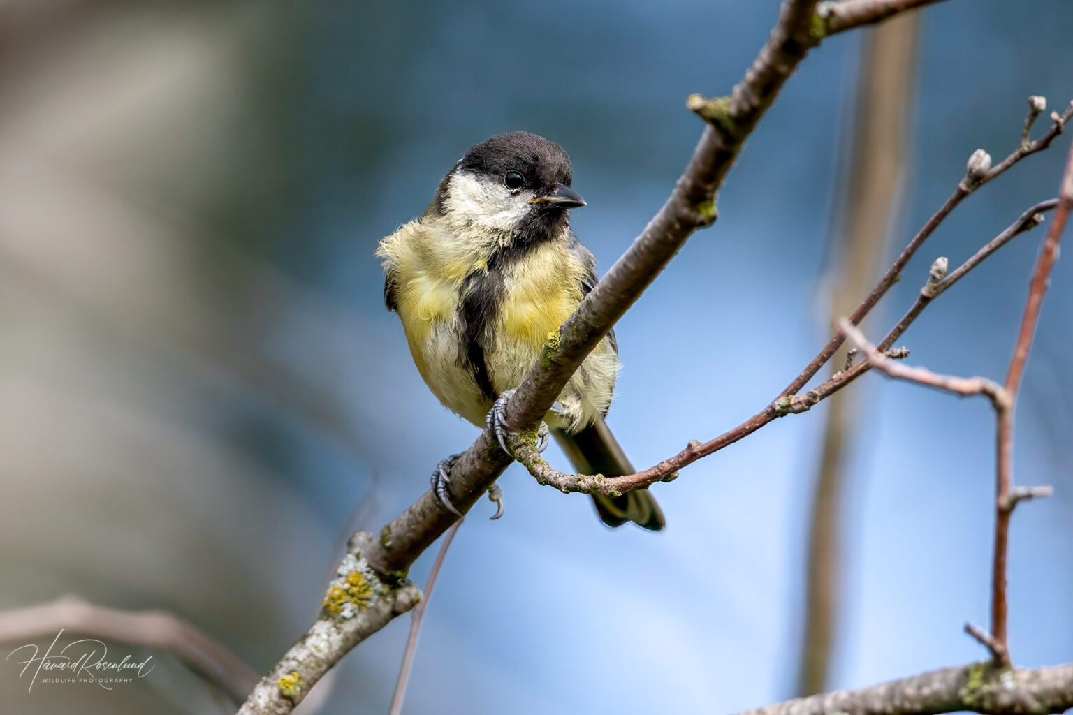 Great Tit (Parus major) @ Fornebu, Norway. Photo: Håvard Rosenlund