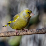 European Greenfinch (Chloris chloris) @ Fornebu, Norway. Photo: Håvard Rosenlund