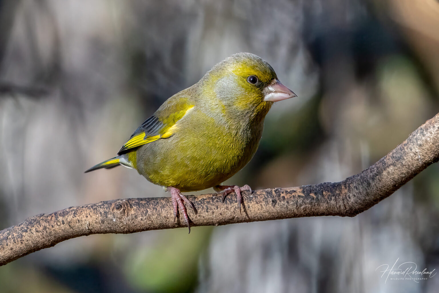 European Greenfinch (Chloris chloris) @ Fornebu, Norway. Photo: Håvard Rosenlund