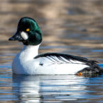 Common Goldeneye (Bucephala clangula) - Male @ Fornebu, Norway. Photo: Håvard Rosenlund