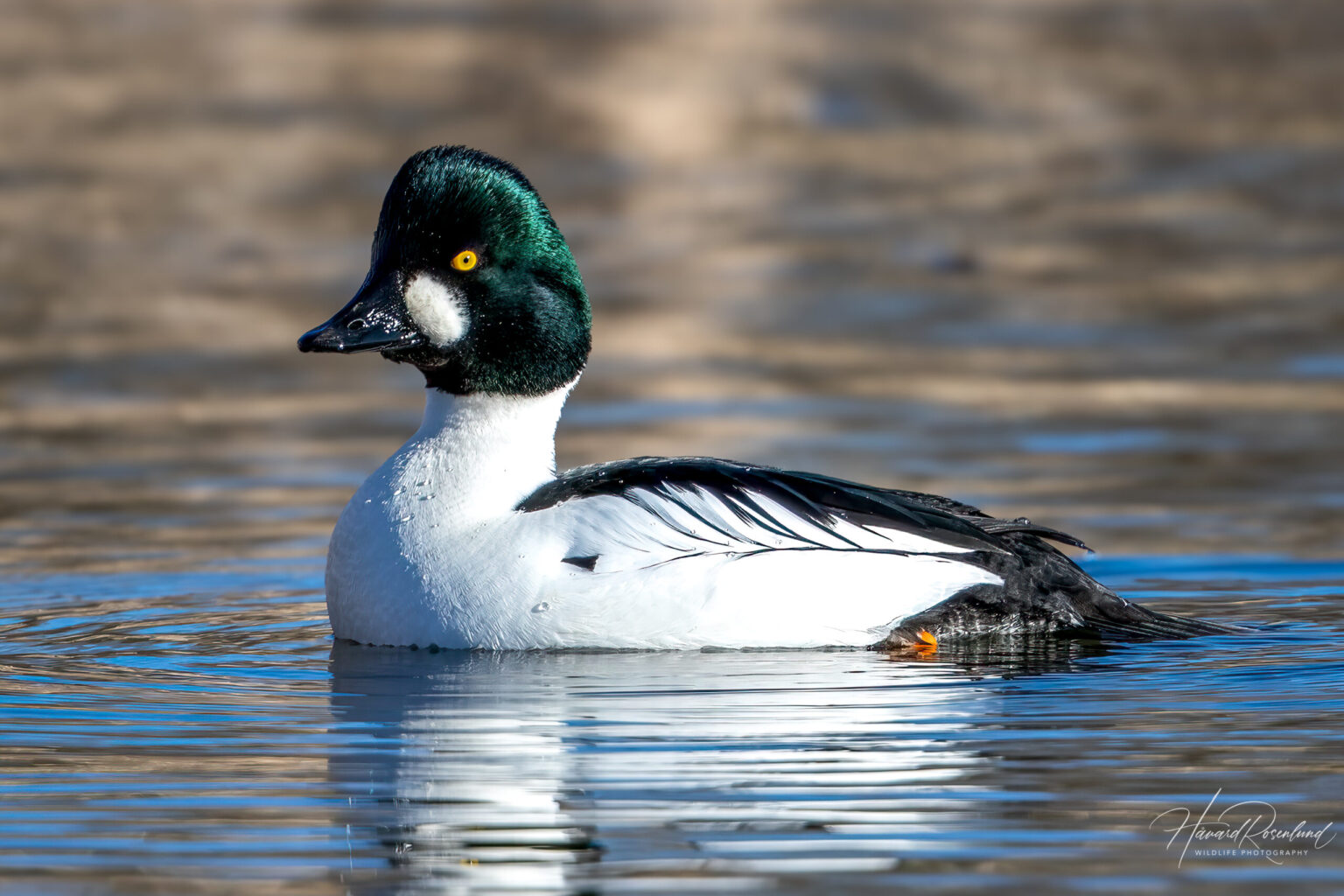 Common Goldeneye (Bucephala clangula) - Male @ Fornebu, Norway. Photo: Håvard Rosenlund