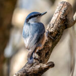 Eurasian Nuthatch (Sitta europaea) @ Fornebu, Norway. Photo: Håvard Rosenlund