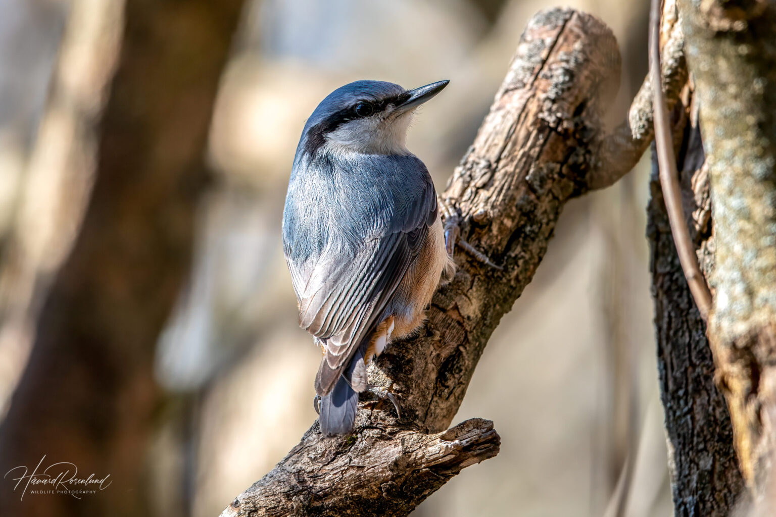 Eurasian Nuthatch (Sitta europaea) @ Fornebu, Norway. Photo: Håvard Rosenlund