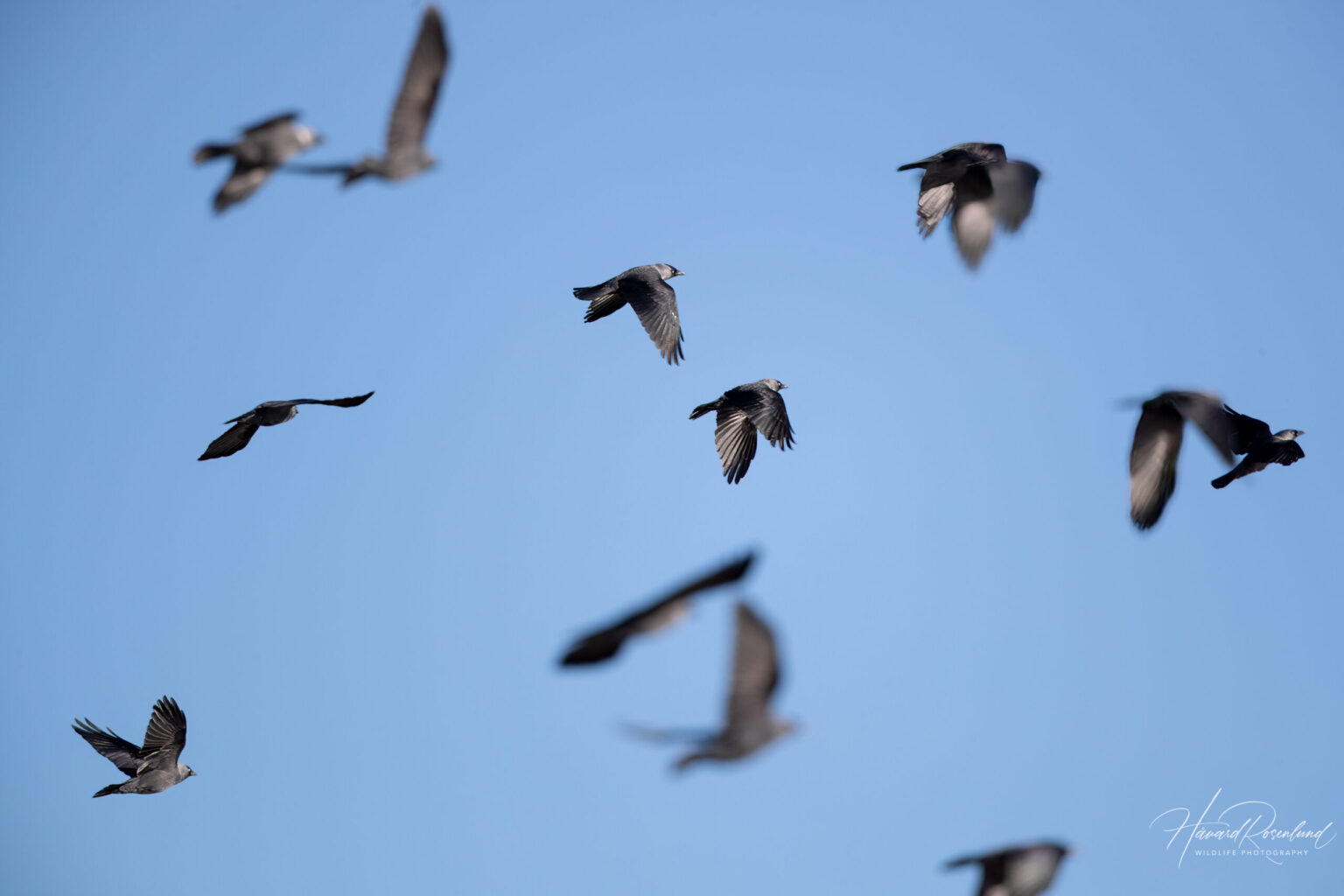 Eurasian Jackdaw (Coloeus monedula) @ Fornebu, Norway. Photo: Håvard Rosenlund