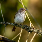 Spotted Flycatcher (Muscicapa striata) @ Ås, Norway. Photo: Håvard Rosenlund