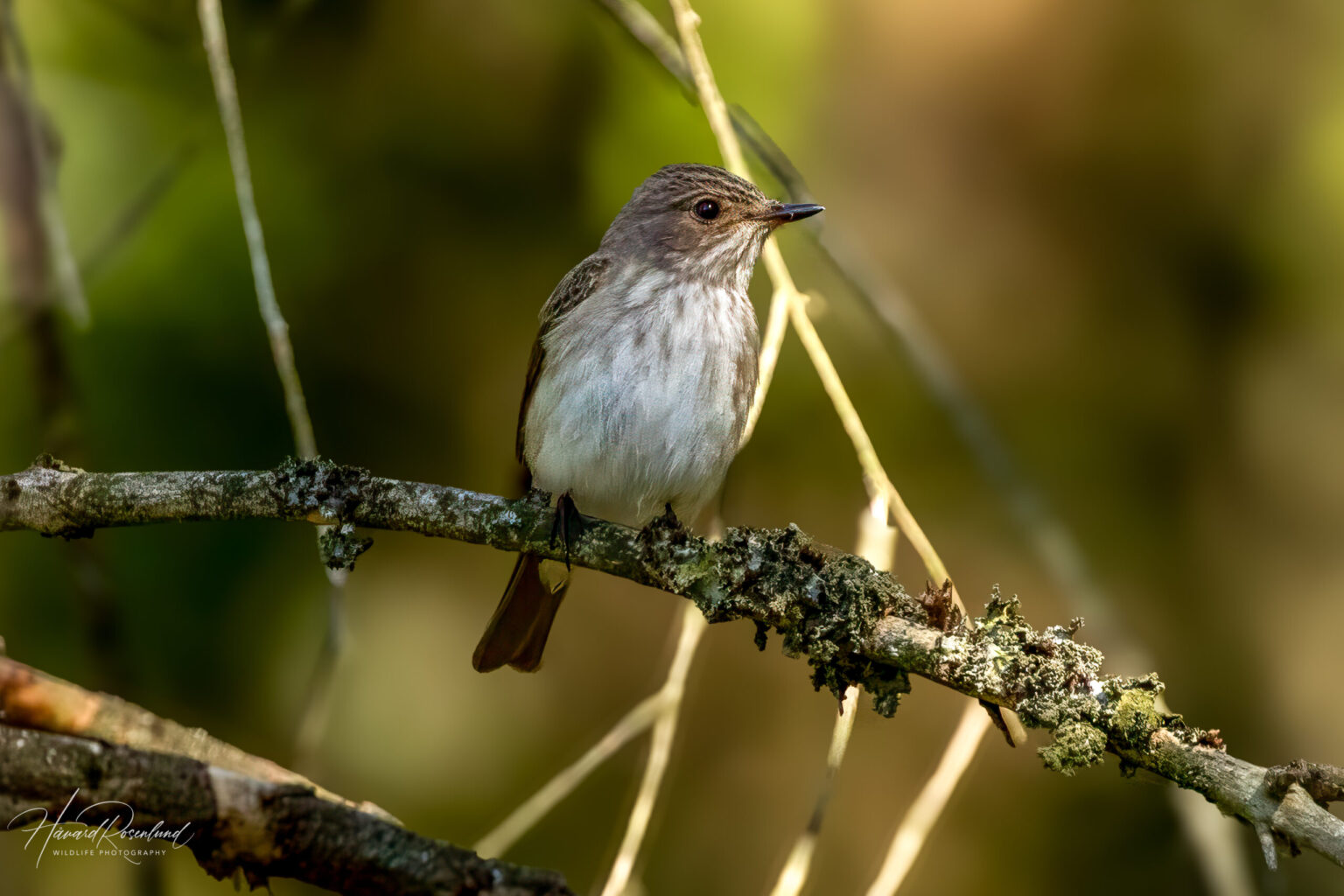 Spotted Flycatcher (Muscicapa striata) @ Ås, Norway. Photo: Håvard Rosenlund