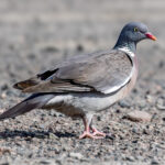 Common Wood Pigeon (Columba palumbus) @ Botanical Garden, Oslo, Norway. Photo: Håvard Rosenlund