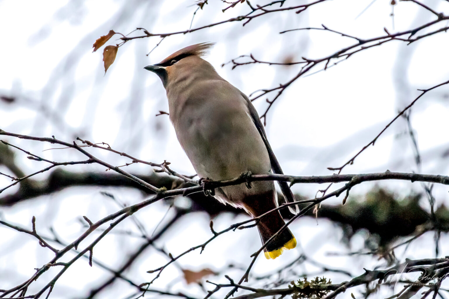 Bohemian Waxwing (Bombycilla garrulus) @ Nittedal, Norway. Photo: Håvard Rosenlund