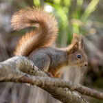 Eurasian Red Squirrel (Sciurus vulgaris) @ Nittedal, Norway. Photo: Håvard Rosenlund