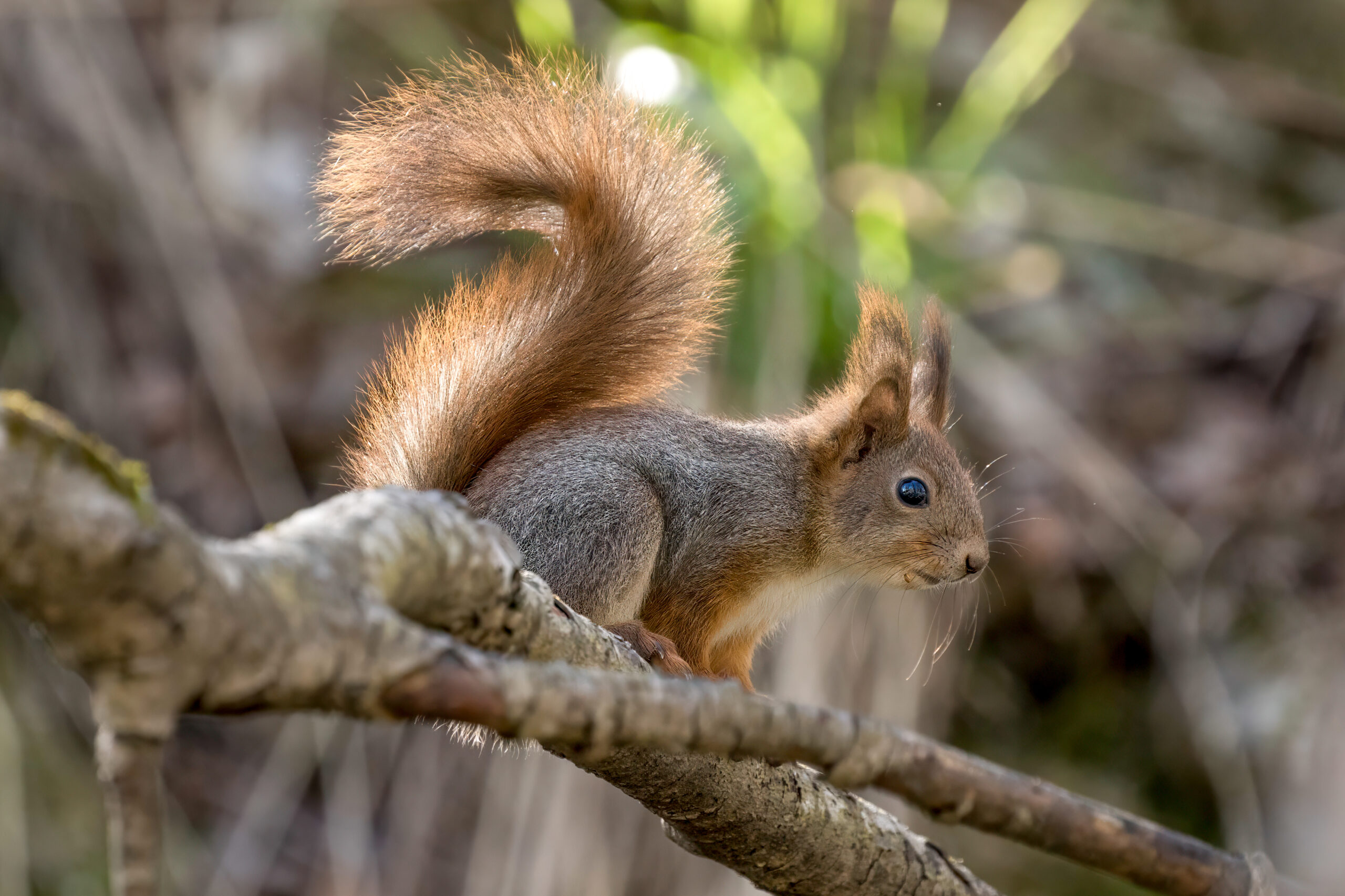 Ekorn (Sciurus vulgaris) @ Nittedal, Norway. Foto: Håvard Rosenlund