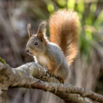 Eurasian Red Squirrel (Sciurus vulgaris) @ Nittedal, Norway. Photo: Håvard Rosenlund