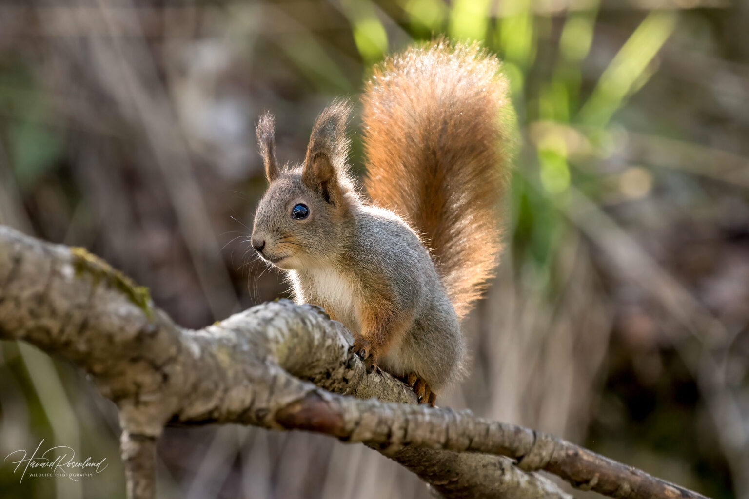 Eurasian Red Squirrel (Sciurus vulgaris) @ Nittedal, Norway. Photo: Håvard Rosenlund
